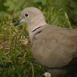 Collared Dove