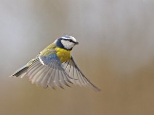 Blue tit in flight