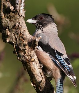 Black-headed Jay