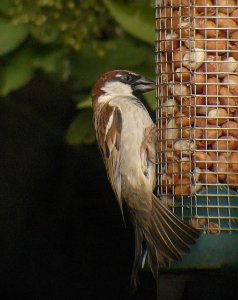 House Sparrow at Feeder