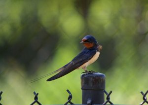 swallow