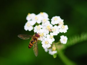 insects of  Paris