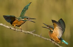 Kingfisher`s  (oldie)