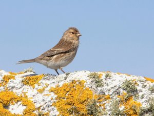 Twite