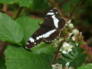 White Admiral