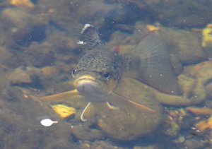 Brown Trout