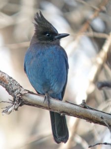 Steller's Jay