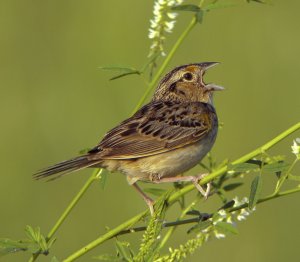 Grasshopper Sparrow in song