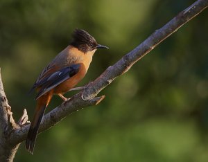 Rufous Sibia