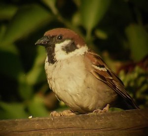 Tree Sparrow