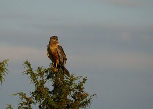 marsh harrier