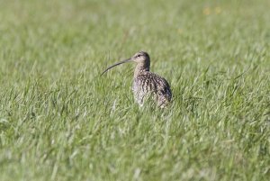 Curlew in the grass
