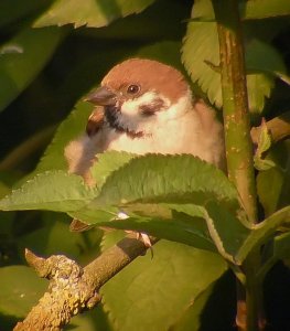 Tree Sparrow ( in a tree )!