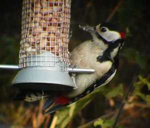 Greater Spotted Woodpecker @ feeder