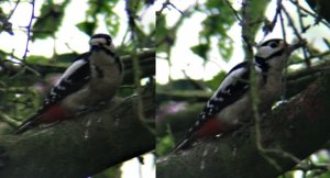 Greater Spotted Woodpecker