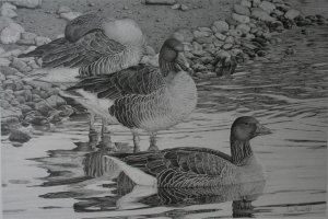 Greylag trio