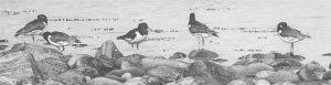 Oystercatchers at Roshven Bay,western scotland