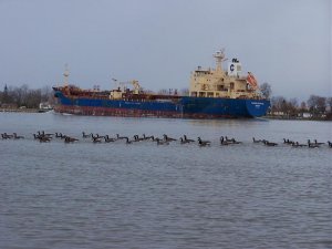 Canada Geese and the Clipper Krystal