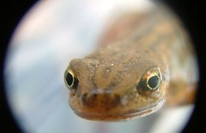 Common newt