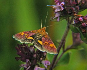 A Pyralid Moth (mint moth)