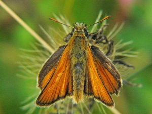 A Small Skipper