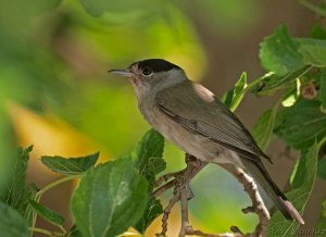 Blackcap