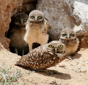 Burrowing Owls intel NM