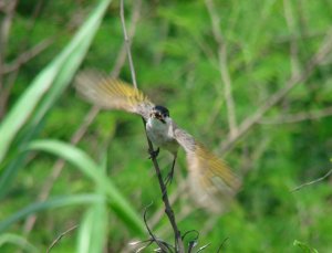 Styan's Bulbul Takeoff