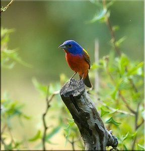 Mr. Painted Bunting