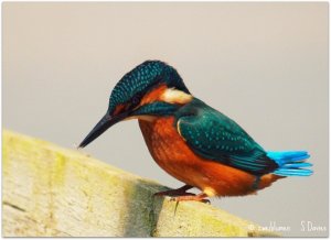 Kingfisher on a fence