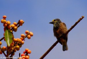 Fig-eating barbet in Zambia