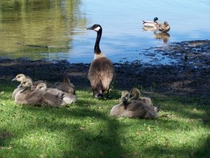 Mother Goose Watches Over her Goslings