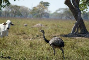 Greater Rhea