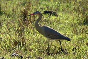 Whistling Heron