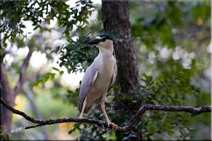 Black-crowned Night Heron - for Tilly