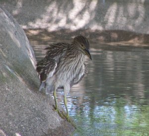 Ruffled Youngster