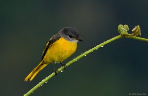 Grey Chinned Minivet - Female