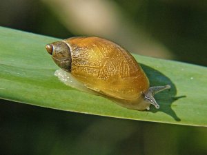 European Ambersnail