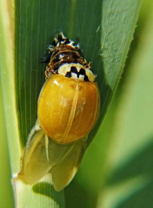 An Emerging Ladybird