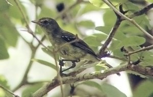 Flat-billed Vireo