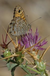 Wall Brown