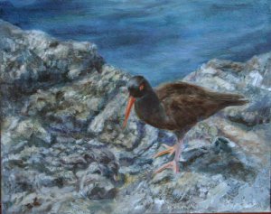 Black Oystercatcher with 2 chicks 8x10 oil