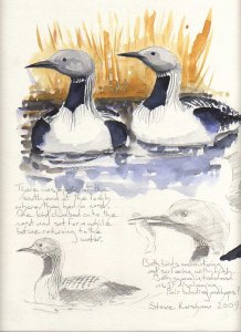 Black throated divers.