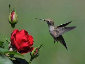 Hummer and rose