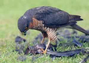 Sparrowhawk with prey