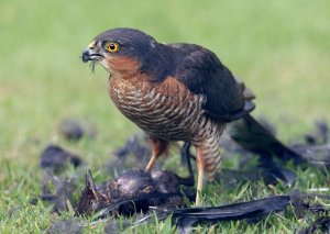 Sparrowhawk with prey