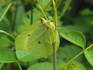 Brimstone Butterfly