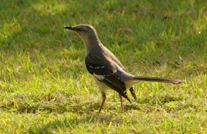 Norhtern Mockingbird