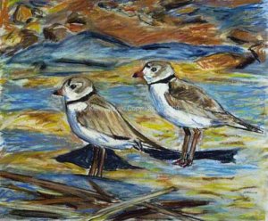 Piping Plovers at 'The Meadows'