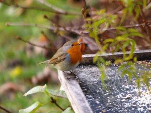 I love Robins to!